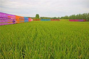 慶安綠色有機(jī)水稻文化節(jié)主會場 探秘有機(jī)稻谷種植與鄉(xiāng)村文化融合