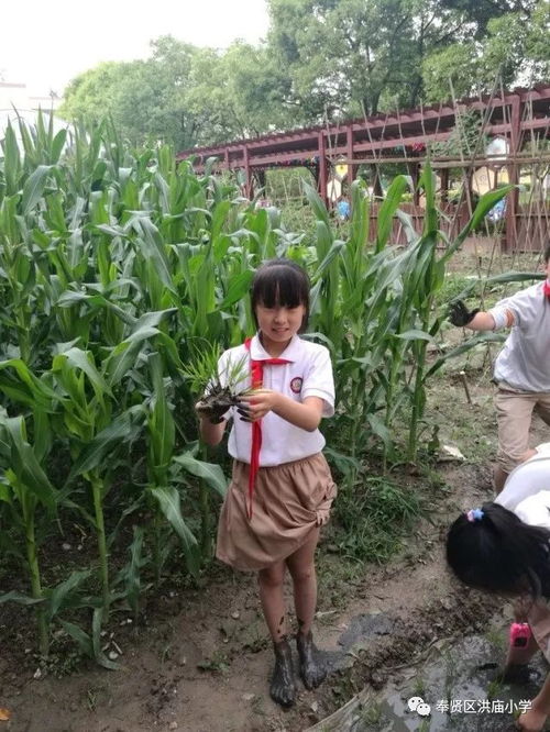 洪廟小學(xué)創(chuàng)新實(shí)踐 有機(jī)稻谷種植活動點(diǎn)亮勞動教育新篇章