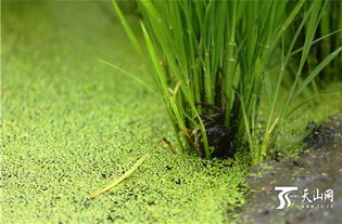 隨拍察布查爾縣伊美鄉(xiāng)米業(yè)萬畝有機(jī)水稻種植基地——綠色生態(tài)與科技研發(fā)的交響