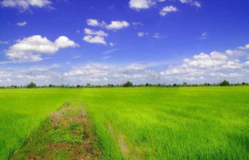 烏審旗無定河有機(jī)水稻 國家級農(nóng)業(yè)標(biāo)準(zhǔn)化示范區(qū)的綠色崛起