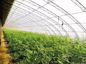 大連兩村落入選2017中國美麗休閑鄉(xiāng)村，遼寧僅六席——有機(jī)稻谷種植研發(fā)鑄就美麗鄉(xiāng)村典范