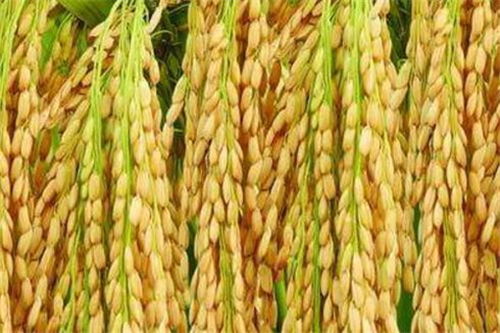 水稻畝產(chǎn)1365公斤 技術(shù)突破背后的深意與有機種植的融合之道