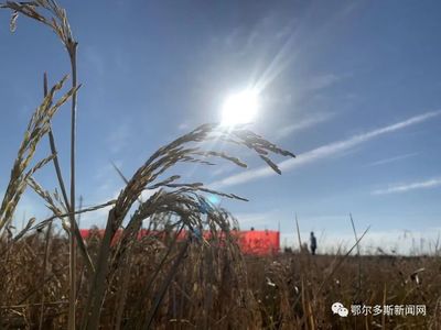 喜訊！鄂爾多斯“海水稻”畝產(chǎn)385公斤，有機(jī)稻谷研發(fā)再創(chuàng)佳績