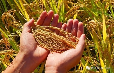 沙漠奇跡 六團合作社的有機稻谷種植研發(fā)之路