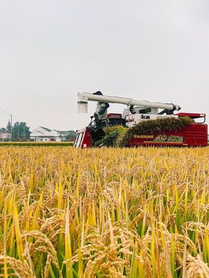 風(fēng)吹稻浪“豐”景好 顆粒歸倉收獲忙——江蘇常州有機(jī)稻谷種植研發(fā)促農(nóng)增收