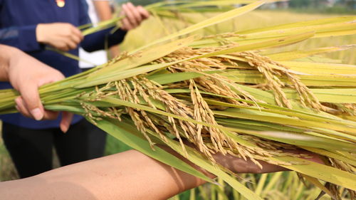 巢湖市營養(yǎng)學(xué)會富有機(jī)硒胚芽水稻種植項(xiàng)目喜獲豐收，引領(lǐng)有機(jī)稻谷種植新方向