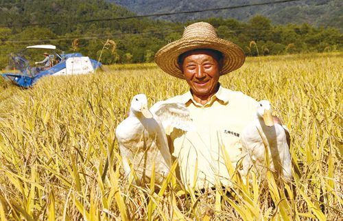 稻鴨共棲 靖安縣生態(tài)種養(yǎng)雙豐收，有機(jī)農(nóng)業(yè)創(chuàng)新路