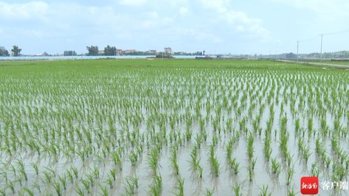 樂東早稻種植面積突破10萬畝，有機(jī)稻谷研發(fā)引領(lǐng)農(nóng)業(yè)新方向
