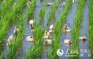 上善若水 有機(jī)稻谷種植研發(fā)的境界與天下第一人的智慧