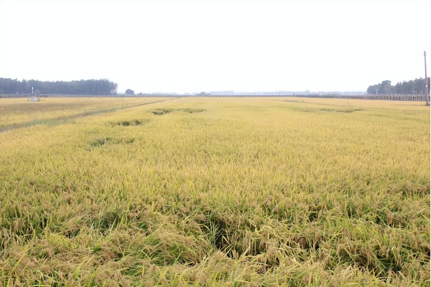 科技賦能，沃野生金 四平市圣星生物科技引領(lǐng)有機(jī)稻谷種植新篇章