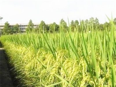 南粳5055水稻品種全解析 栽培要點(diǎn)、產(chǎn)量、優(yōu)缺點(diǎn)、價格及有機(jī)種植前景