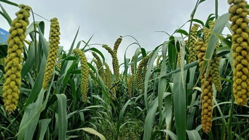 創(chuàng)新驅(qū)動，綠色未來 全國谷子產(chǎn)業(yè)創(chuàng)新發(fā)展大會在伊川隆重召開，聚焦有機(jī)稻谷種植研發(fā)