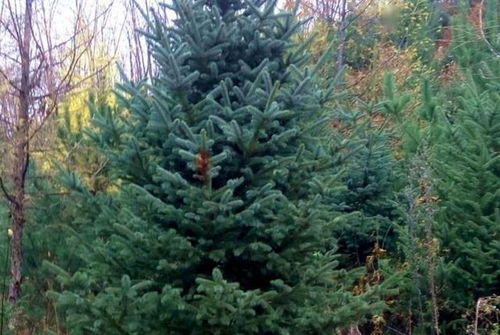 園林立體綠化工程的施工技術